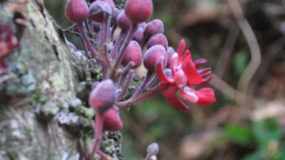 Mano que sostiene una flor del árbol del cacao